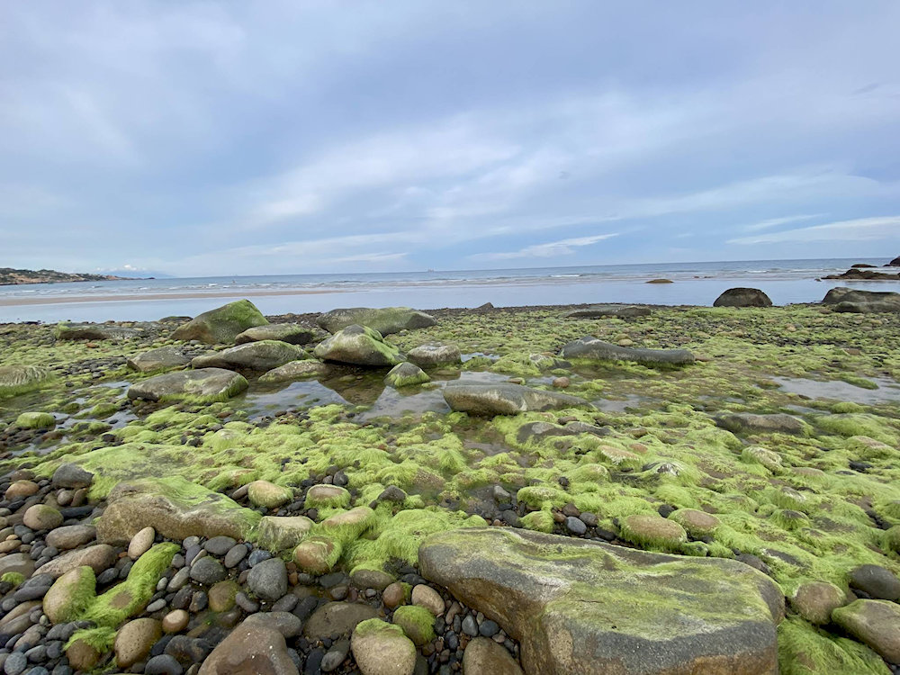 R&ecirc;u xuất hiện ở b&atilde;i biển Cổ Thạch những th&aacute;ng đầu năm